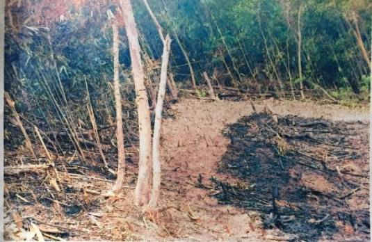 Sơn Động - Bắc Giang: Thiệt hại nặng vì cháy đồi keo, ròng rã đợi bồi thường