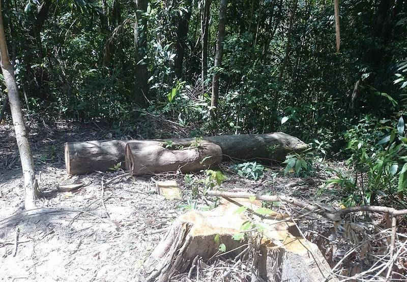 Những cây gỗ quý trong Khu Bảo tồn bị lâm tặc phá hoại 