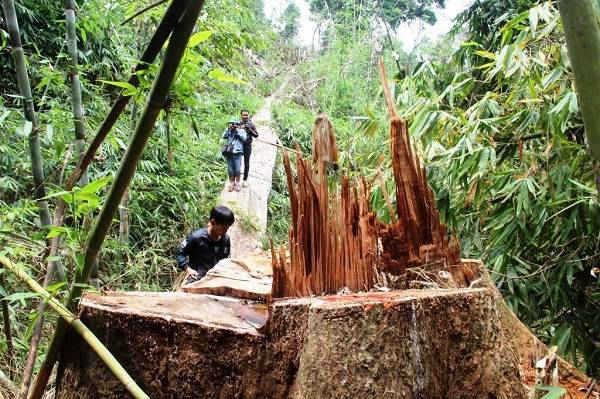 Một vụ phá rừng ở huyện Nam Giang