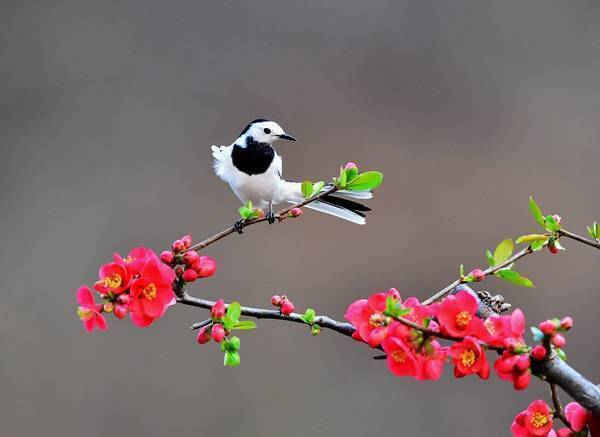 Chim chìa vôi trắng đậu trên hoa ở tỉnh Hà Nam, Trung Quốc. Ảnh: Mei Yongcun/Xinhua/Barcroft Images