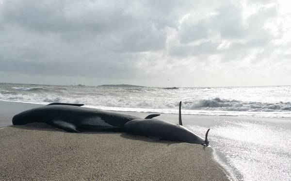 Cá voi hoa tiêu bị mắc cạn trên bờ biển phía Tây của Đảo Nam New Zealand. Ảnh: AP