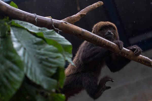 Khỉ rú trong một khu bảo tồn động vật hoang dã đang được thả trở về với tự nhiên ở Brazil.