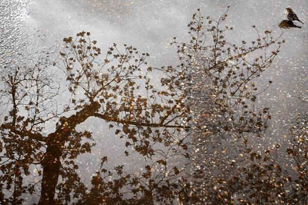 Một chú chim sẻ đậu trên một vũng nước dưới sự phản chiếu của hoa anh đào trong nước ở Washington, Mỹ. Ảnh: Jacquelyn Martin / AP