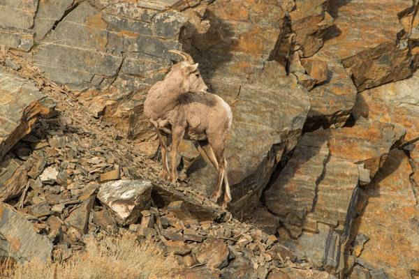Cừu núi sừng lớn ở Challis, Idaho. Hình ảnh: Northwest Wild Images/Alamy