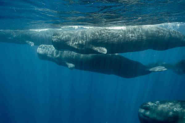 Một đàn cá voi tinh trùng mới được phát hiện ở Ấn Độ Dương đang thu hút sự chú ý của các nhà khoa học, các nhà bảo tồn và thậm chí là cả du khách. Hình ảnh: Andrew Sutton
