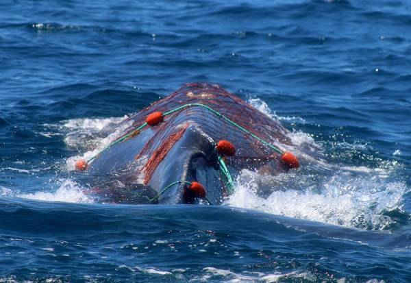 Những thợ lặn người Mexico cứu một con cá voi bị đánh lưới ở đầu ở Vịnh La Paz, Baja California. Hình ảnh: Profepa Handout / EPA