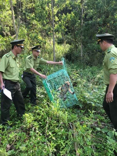 Chi cục Kiểm lâm TP Đà Nẵng tiến hành tái thả nhiều động vật hoang dã về tự nhiên