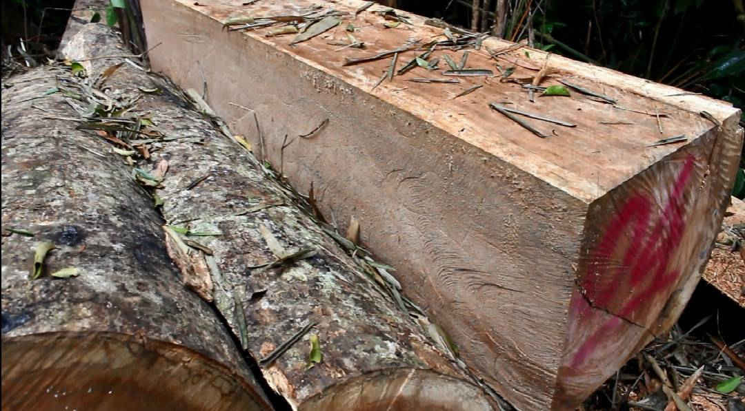 Một vụ phá rừng phòng hộ tại tỉnh Quảng Nam