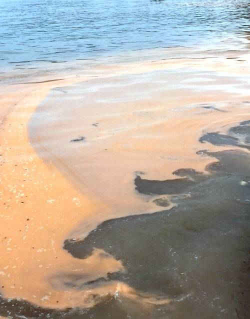 Dải nước màu đỏ xuất hiện dọc bờ biển là do hiện tượng bùng phát mật độ cao của tảo Noctiluca scintillans