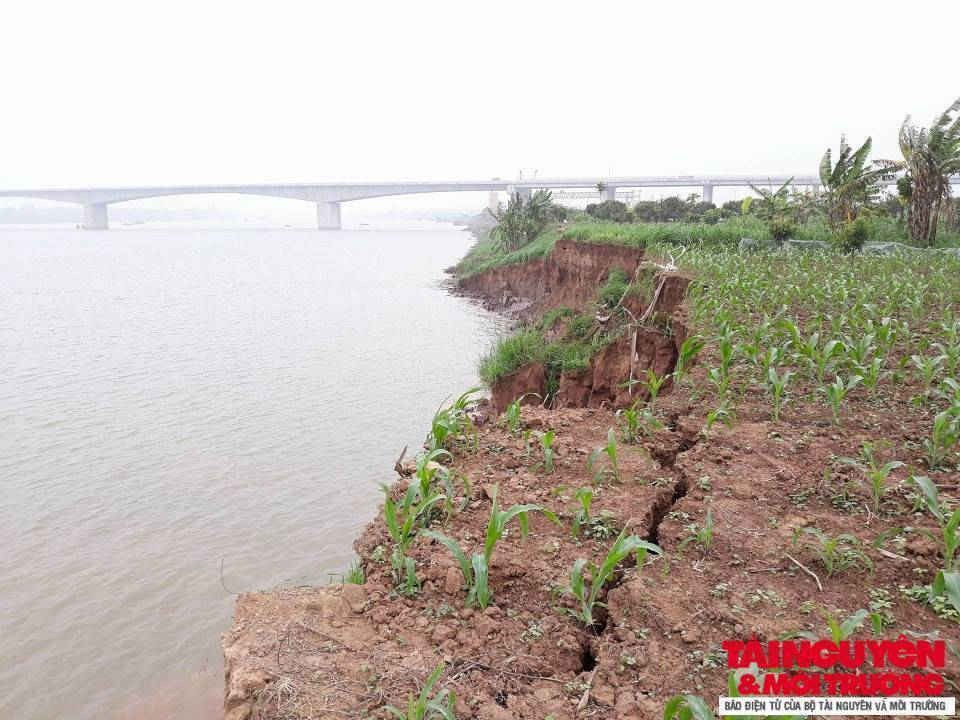 Khu vực đất canh tác ven sông Hồng thuộc thôn Hà Châu, xã Hoàng Hanh, TP. Hưng Yên (gần chân cầu Hưng Hà) bị sạt lở nghiêm trọng. 