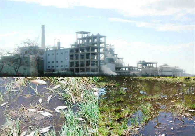 Nhà máy mới chạy thử nghiệm được hơn một năm đã gây ô nhiễm môi trường nghiêm trọng. Cá chết trắng đồng