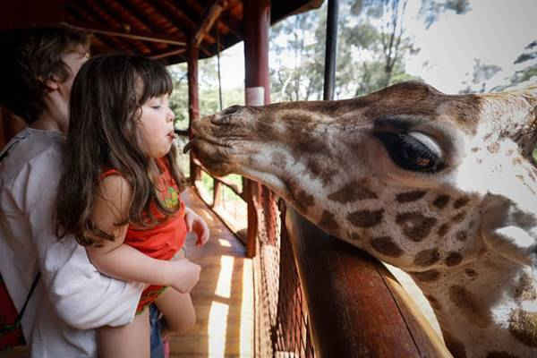Một bé gái mớm thức ăn cho hươu cao cổ Rothschild tại Trung tâm Giraffe ở Lang'ata, bên ngoài Nairobi, Kenya. Ảnh: Dai Kurokawa / EPA