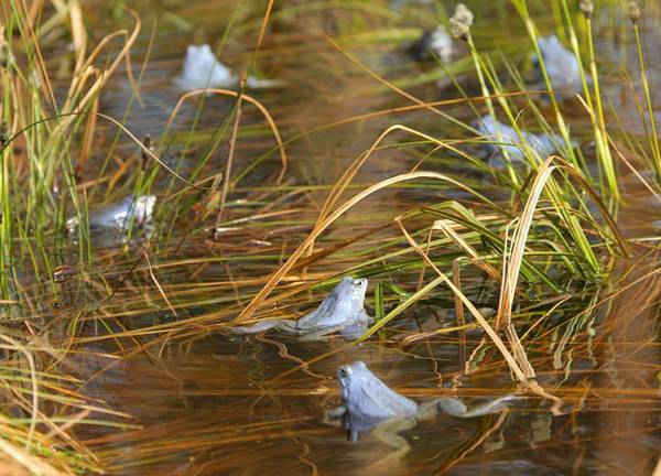 Những con ếch truông chuẩn bị “yêu đương” dưới hồ nước trong rừng Kudypy gần thành phố Olsztyn, Ba Lan. Ảnh: Tomasz Waszczuk / EPA