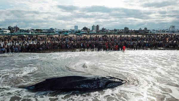 Mọi người xem một con cá voi bị mắc cạn ở Mar del Plata, Argentina. Nó đã chết dù đội cứu hộ đã cố gắng hết sức cứu chữa. Hình ảnh: Diego Izquierdo / AFP / Getty Images