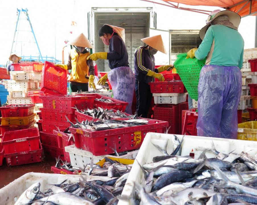 Lượng cá về các cảng tại Quảng Ngãi với số lượng rất ít