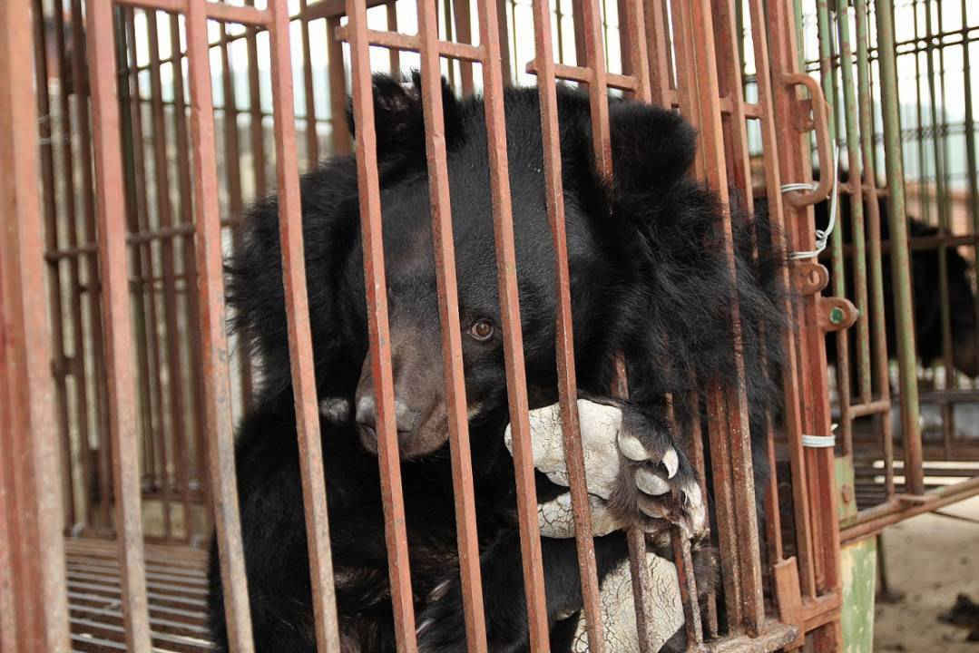 Việt Nam hiện nay còn 900 cá thể gấu bị nuôi nhốt