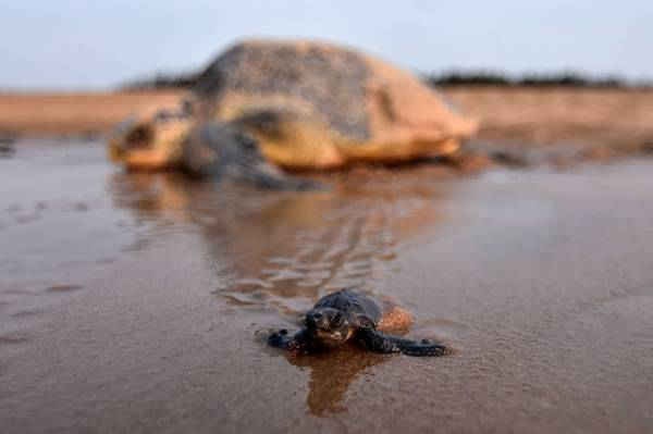 Rùa con olive ridley mới được sinh bò ra biển ở huyện Ganjam, bang Odisha, phía Đông Ấn Độ. Ảnh: Asit Kumar / AFP / Getty Images