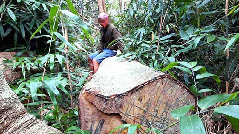 Ảnh hiện trường vụ phá rừng ở huyện Chư Pah (3)