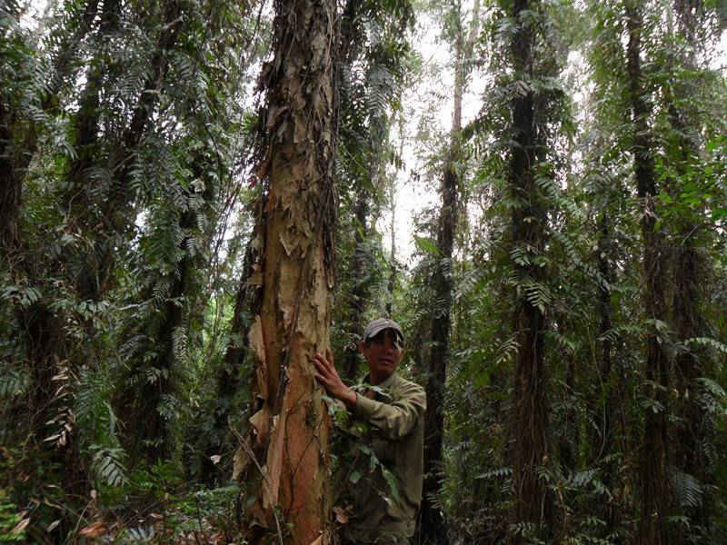 Chú tích ảnh hiện nay lực lượng chức năng của khu bảo tồn Lung Ngọc Hoàng thường xuyên kiểm tra thực bì tại một số điểm gò cao trong rừng