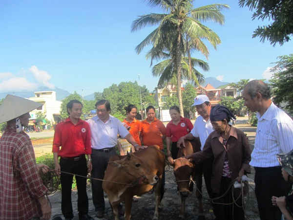 Hội Chữ thập đỏ tặng bò tạo sinh kế cho các hộ nghèo trên địa bàn
