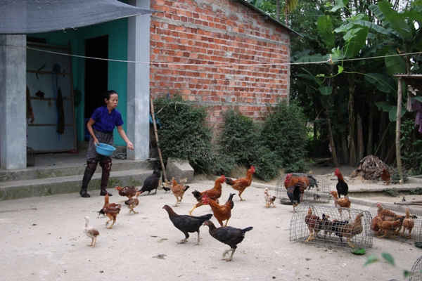 Gia đình cụ Tà Lon có thêm nguồn thu nhập từ đàn gà nhờ địa chỉ nhân đạo