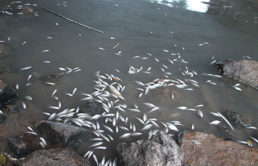 Cá chết nổi trắng đoạn sông dài hơn 2 km