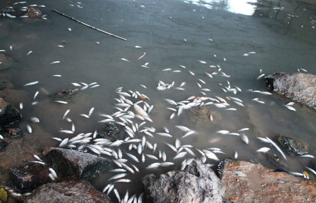 Cá chết nổi trắng sông Bàu Giang