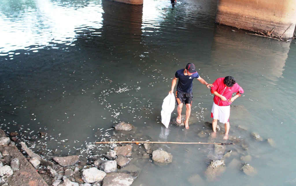 Đây là lần đầu tiên cá chết với số lượng lớn xảy ra trên sông Bàu Giang