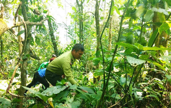 Kiểm lâm huyện Mường Nhé và bà con bản Tả Ló San phát dọn thực bì tại khu rừng thiêng của bản.