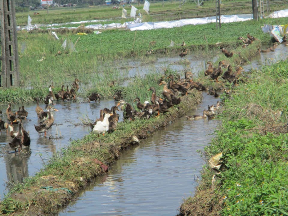 Vịt thả trên đồng ruộng sau khi thu hoạch dân phản nộp quỹ “Công đồng lạc túc” 01 triệu đồng/năm