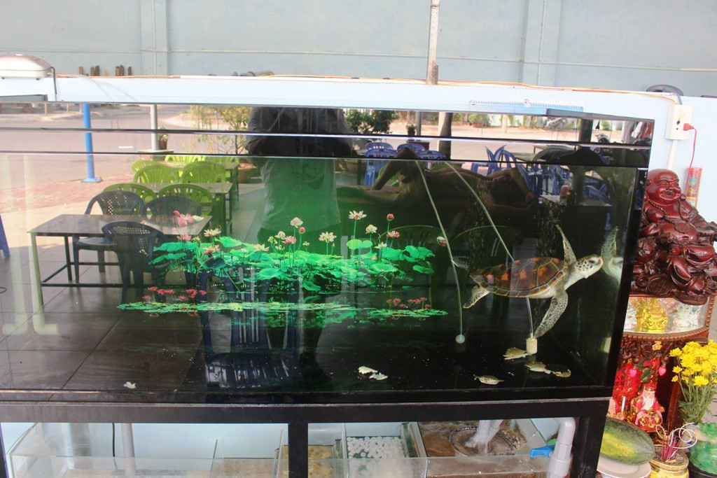Rùa Vích bị nuôi nhốt tại một nhà hàng ở Bà Rịa Vũng Tàu