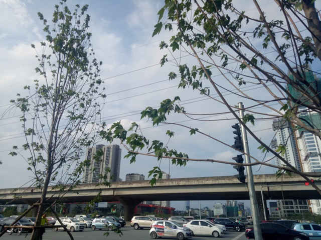 Ngoài tuyến đường Nguyễn Chí Thanh, Trần Duy Hưng thì Đại lộ Thăng Long đoạn trước mặt tiền của Trung tâm Hội nghị Quốc gia cũng được thành phố Hà Nội đưa vào trồng