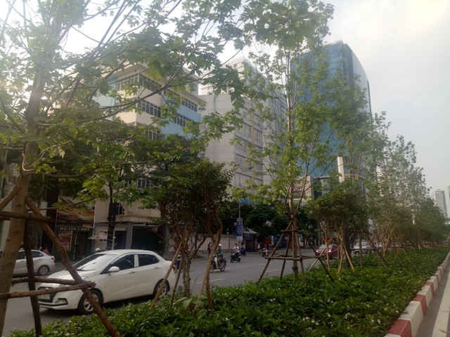 Và đây cũng là lần đầu tiên Hà Nội đưa vào trồng trên một số tuyến phố của thủ đô