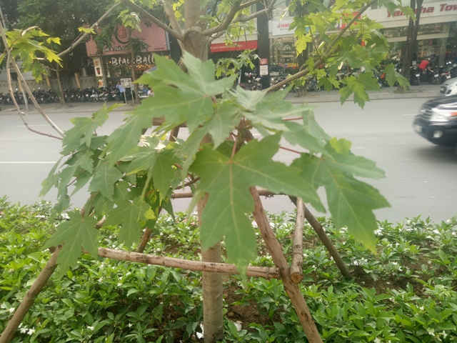 từ những thân cây từng được nhiều người ví như ''cành củi khô'' đã mọc ra chồi non và những chiếc lá. 