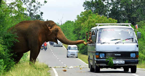 Mọi người cho voi ăn trái cây từ trong ô tô trên đường ở thành phố Kataragama, Sri Lanka. Ảnh: Ishara S Kodikara / AFP / Getty Images