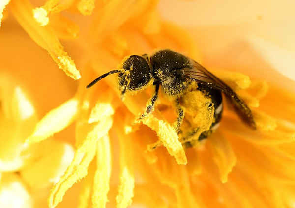 Ong hút mật hoa trong công viên Berggarten ở thành phố Hanover, Đức. Ảnh: Holger Hollemann / AFP / Getty Images