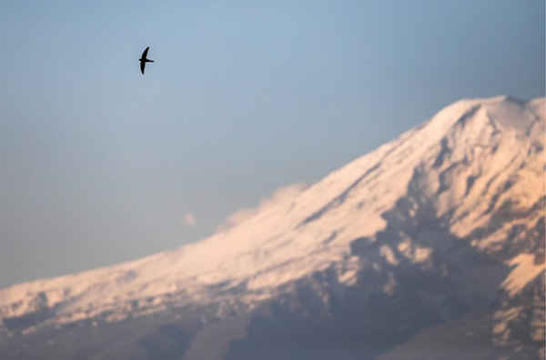 Một con chim bay trên đỉnh núi Ararat ở Armenia. Ảnh: Artyom Geodakyan / Getty Images