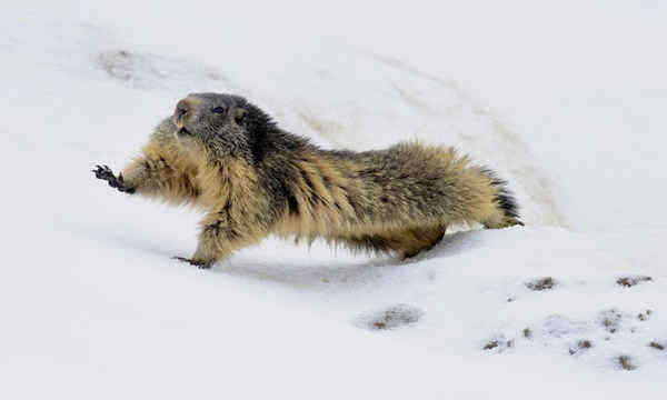 Macmôt vừa tỉnh giấc sau khi ngủ đông trong Vườn quốc gia Vanoise trong khu vực dãy núi Alps của Pháp. Ảnh: Romain Barca