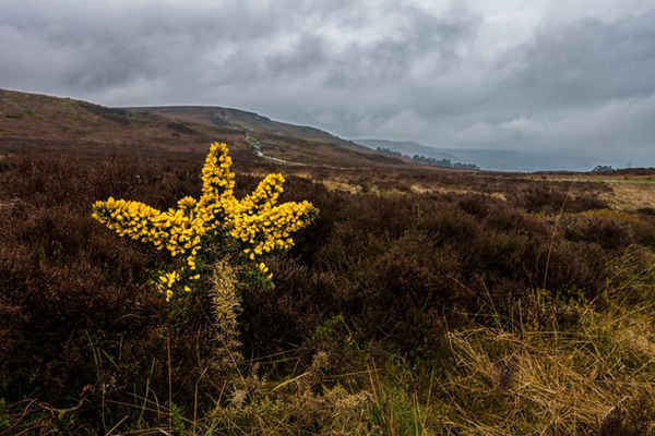 Hoa kim tước nở vàng rực rỡ trên Ilkley Moor, West Yorkshire, Vương quốc Anh. Ảnh: Rebecca Cole / Alamy