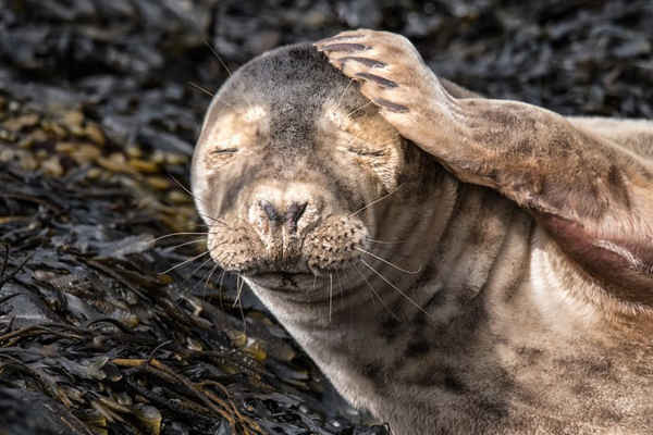 Hải cẩu con xoa đầu khi nằm nghỉ trên đảo Man, Anh. Ảnh: Mike Radcliffe
