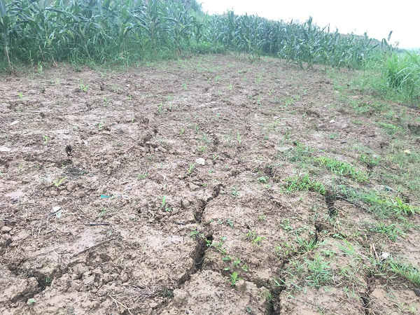 Điểm nứt toác, sụt lún đất nông nghiệp có nguy cơ sạt lở cao dọc bờ sông Mã thuộc xã Yên Thái (Yên Định)