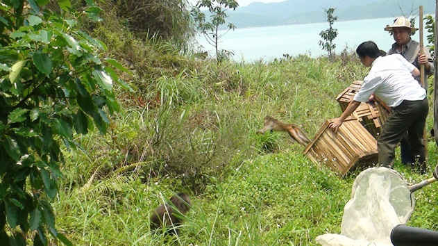 Các lực lượng chức năng tổ chức thả các cá thể khỉ tại đảo Ba Mùn (huyện Vân Đồn)