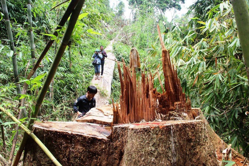 Thời gian gần đây ở Quảng Nam liên tục xảy ra nhiều vụ phá rừng nghiêm trọng