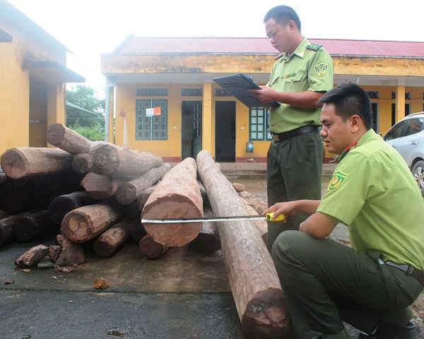 Kiểm đếm gỗ thu giữ tại Hạt kiểm lâm huyện Mường Nhé