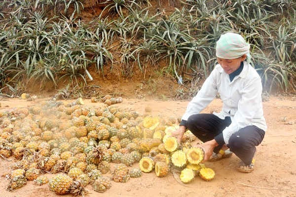 Nhiều ha dứa của bà con tại xã Bản Lầu, huyện Mường Khương bị chết và thối quả không thể thu hoạch.