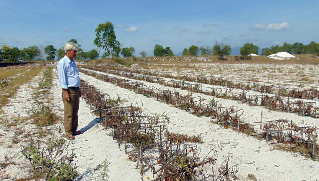 Việc khai thác cát của Công ty Minco đã làm ảnh hưởng đến mạch nước ngầm khiến cho nhiều cây hoa màu của người dân bị chết do thiếu nước