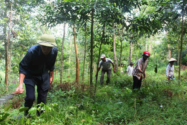 Điện Biên đẩy mạnh trồng, chăm sóc rừng giảm phát thải khí nhà kính