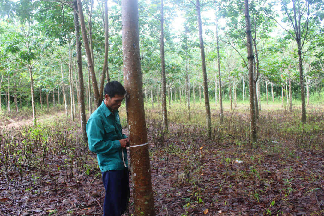Nhiều diện tích cao su trên địa bàn tỉnh Điện Biên đã đến tuổi khai thác. Ảnh: Công nhân cao su đo chu vi thân cây để tính thời gian đưa vào khai thác.