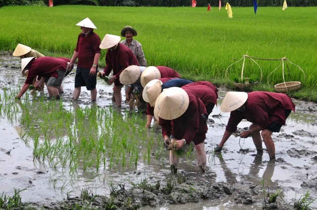 Du khách nước ngoài thích thú trải nghiệm tour du lịch trồng lúa tại Hội An