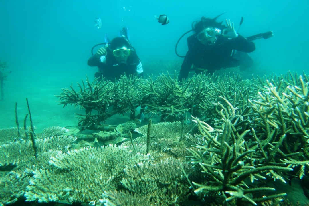 Phục hồi rạn san hô tại KBTB CLC